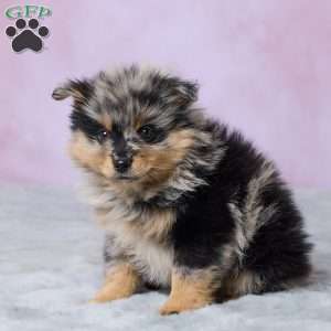Banjo, Pomeranian Puppy